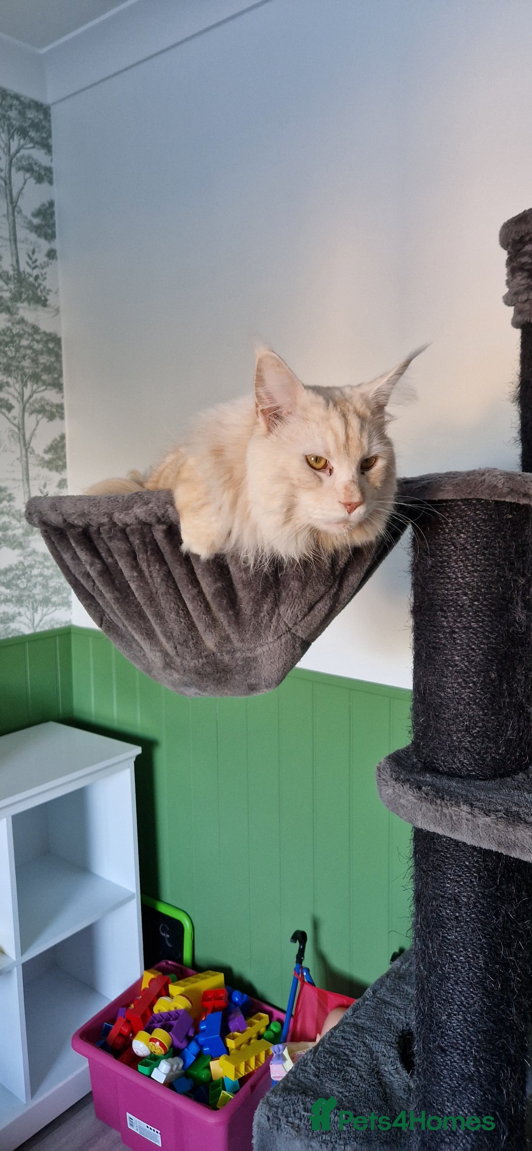 Maine Coon cats for sale: Male cream smoke  - Image 2