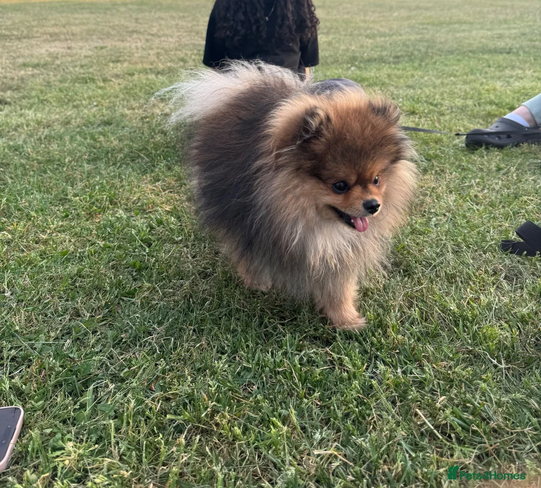 Pomeranian dogs for sale: Friendly, Beautiful And Energetic Male Pomeranian  in London - Advert 1