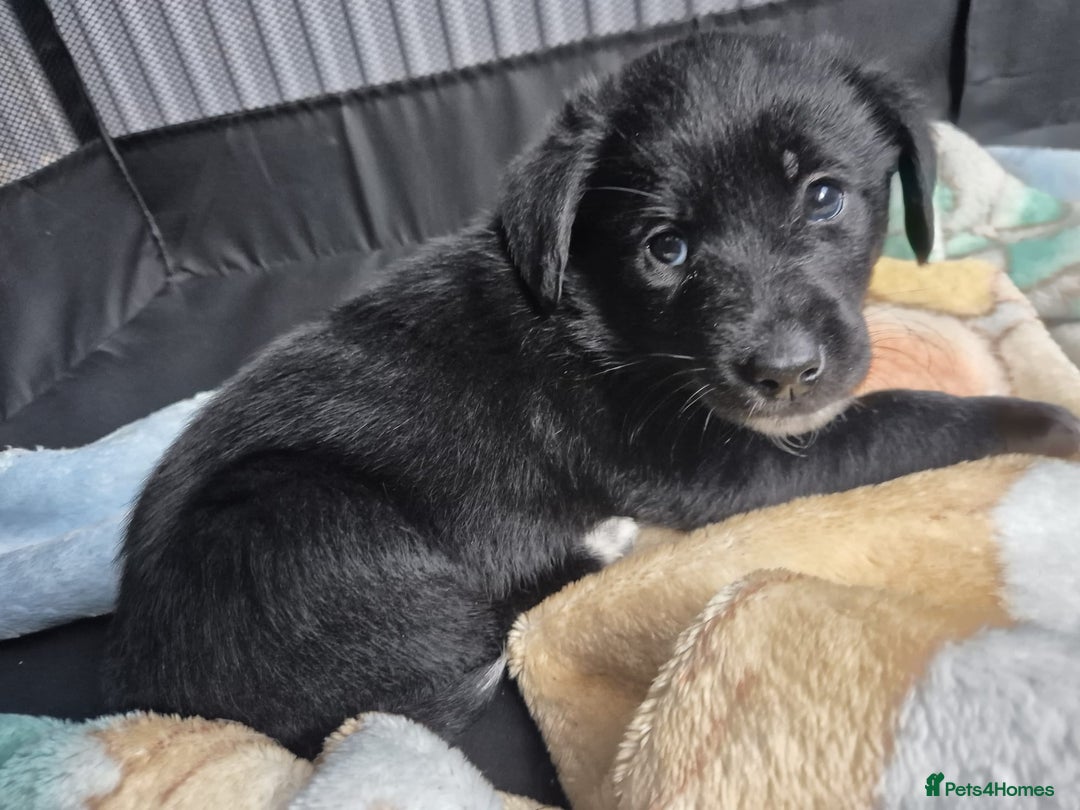 Borador dogs for sale: Border collie cross labrador puppies - Image 4