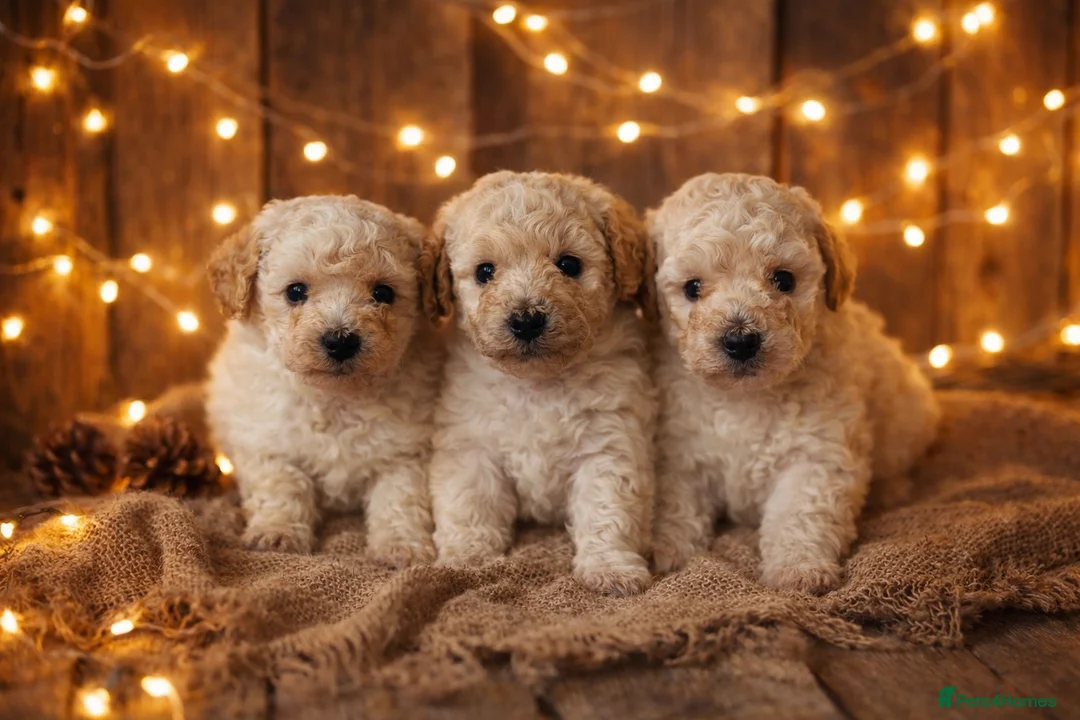 Poochon dogs for sale: One boy remaining - Advert 1