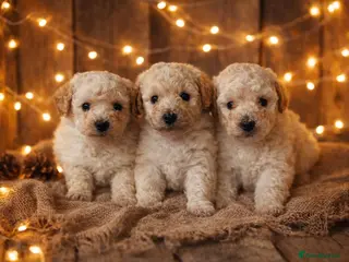 Poochon dogs One boy remaining - Advert 3