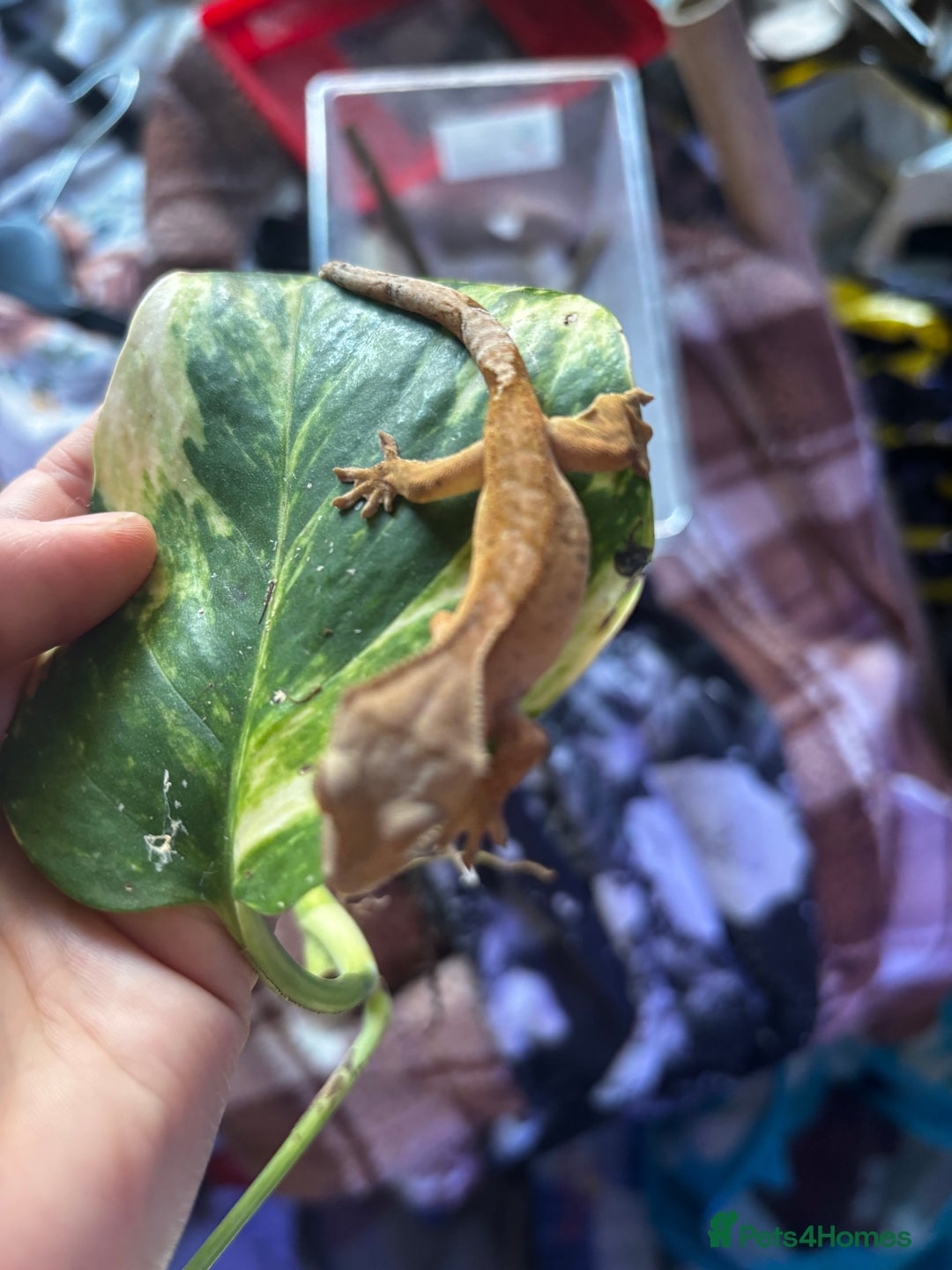 Gecko reptiles for sale: Baby crested geko  - Image 4