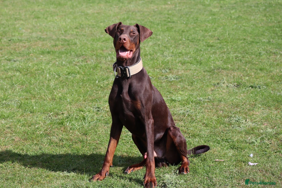 Dobermann dogs for sale: Denzel the male dobe - Advert 10