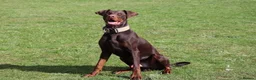 Dobermann dogs for sale: Denzel the male dobe - Advert 10