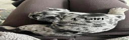 French Bulldog dogs for sale: Beautiful merle French bulldogs. - Advert 8