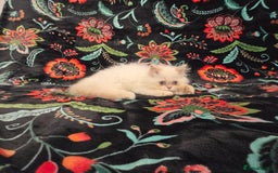 Persian cats for sale: Persian Kittens  - Image 10