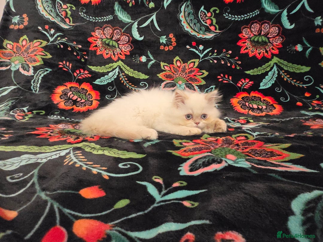 Persian cats for sale: Persian Kittens  - Image 10