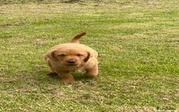 Labrador Retriever dogs for sale: Stunning ftch fox red puppies - Image 23