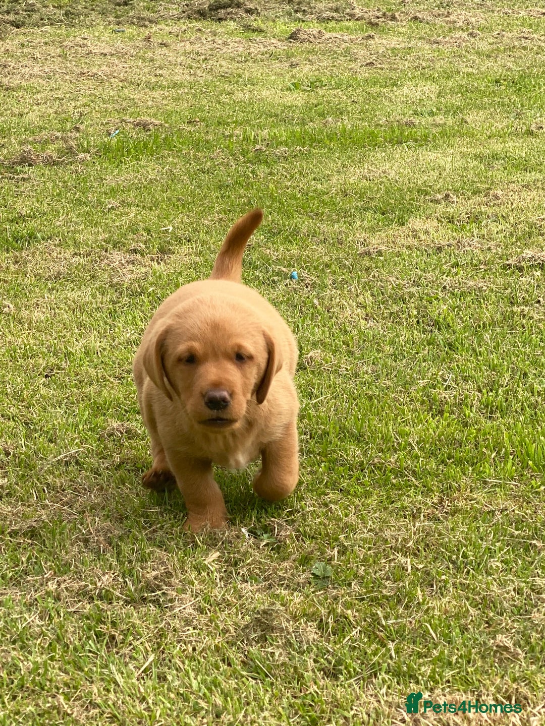 Labrador Retriever dogs for sale: Stunning ftch fox red puppies - Image 23