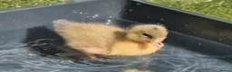 Chickens poultry for sale:  silkie chick's, polish chick's Available  - Advert 20