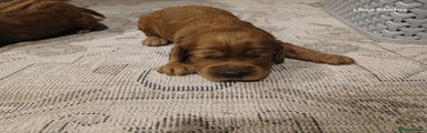 Cockapoo Puppy 2