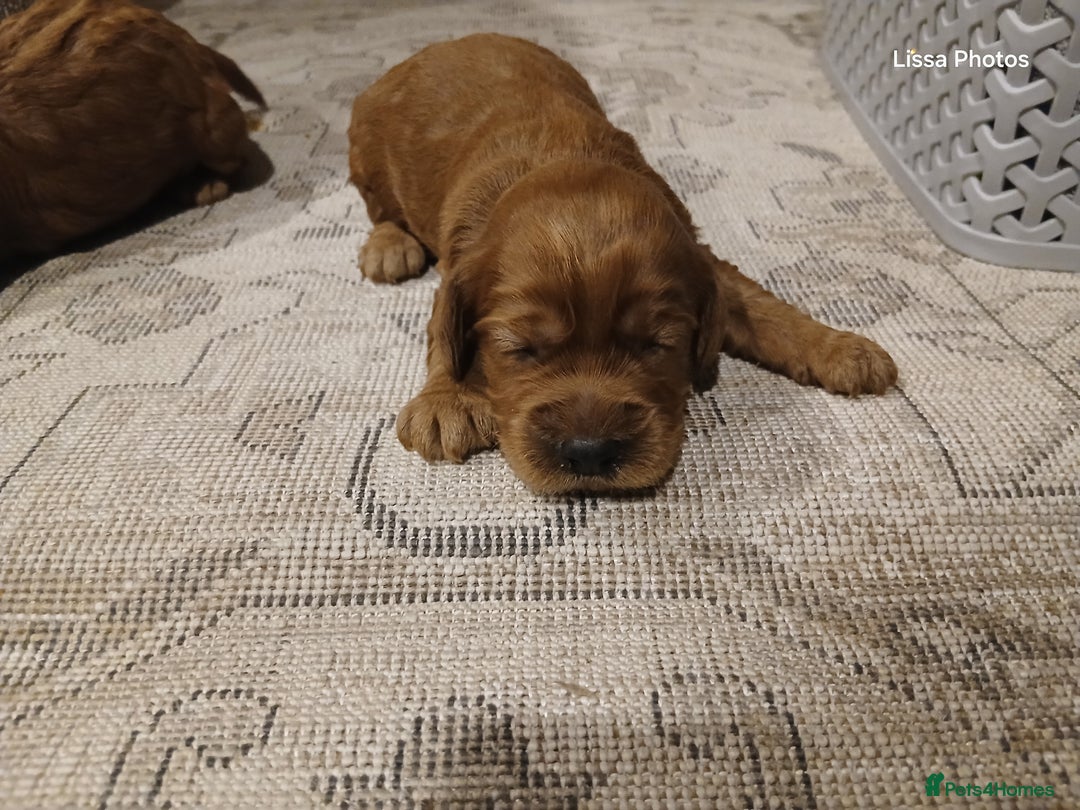 Cockapoo dogs for sale: Cockapoo puppies Ready 14th Feb - Advert 7