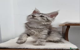 Maine Coon cats for sale: Pedigree GCCF Maine Coon Kittens for sale  - Image 3
