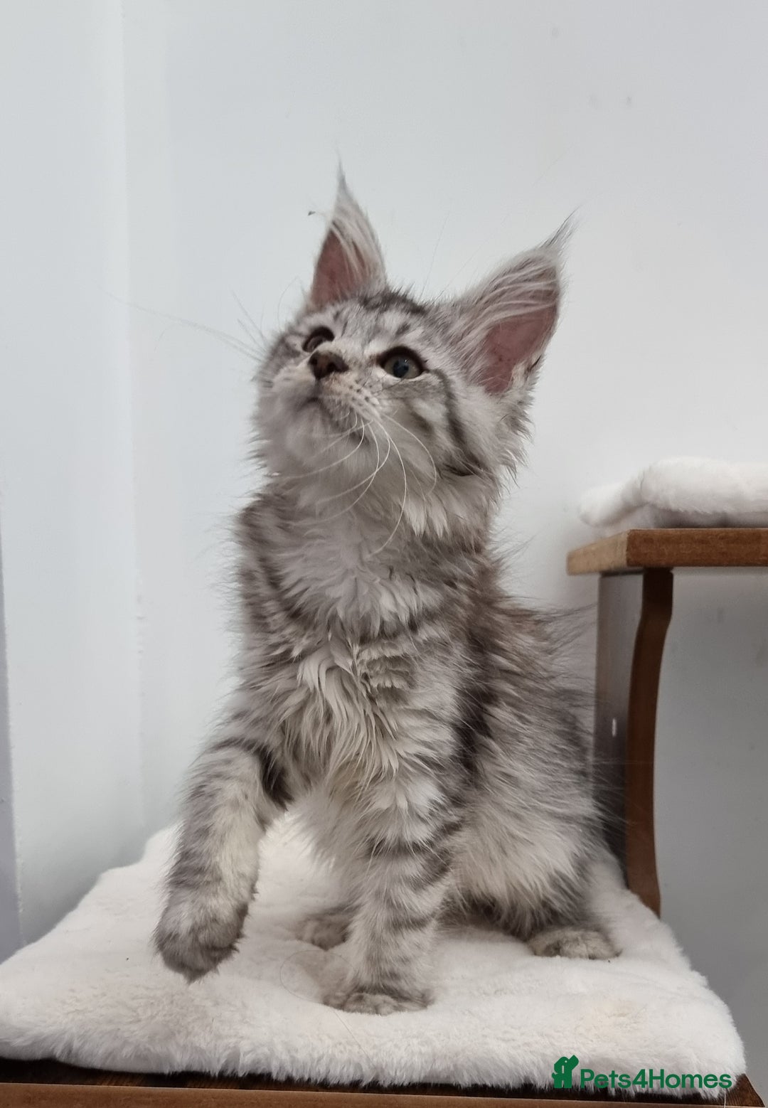 Maine Coon cats for sale: Pedigree GCCF Maine Coon Kittens for sale  - Image 3