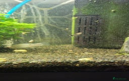 Mollies fish for sale: Baby guppies and mollies  - Image 2