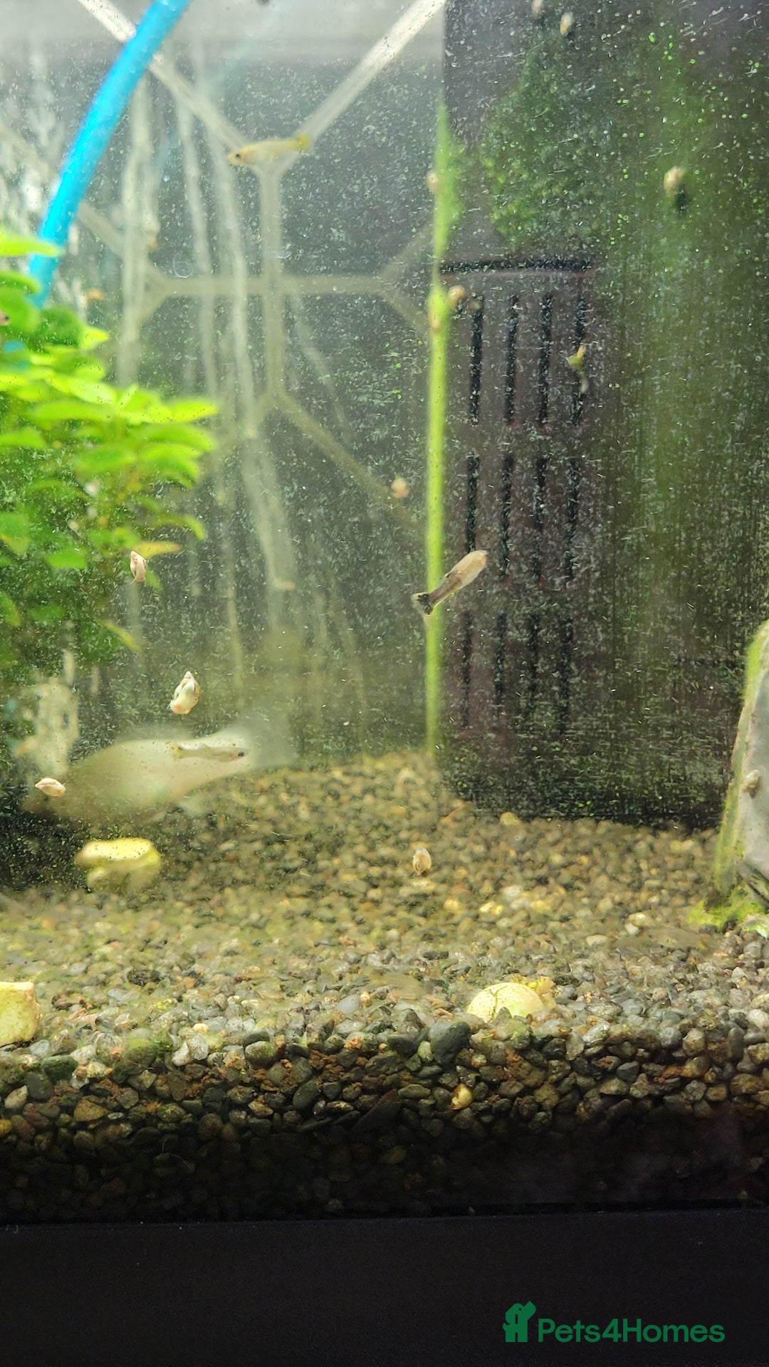 Mollies fish for sale: Baby guppies and mollies  - Image 2