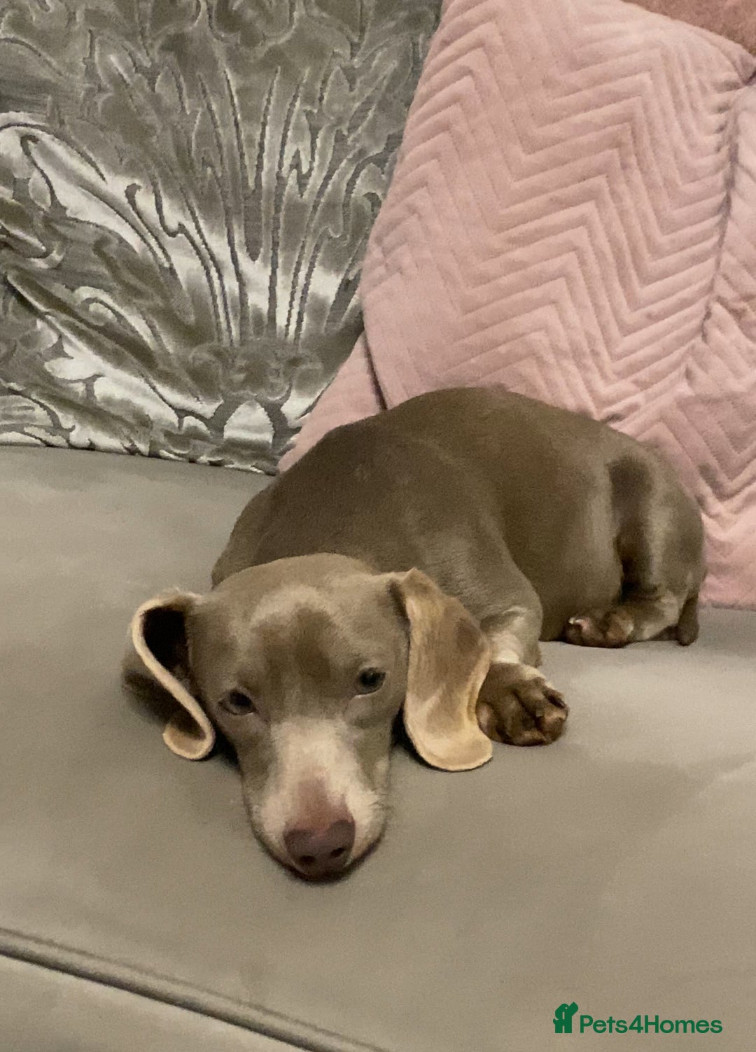 Dachshund dogs for sale: Miniature Dashaund  - Advert 1