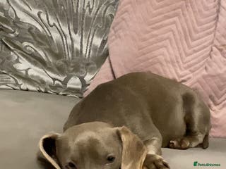 Dachshund dogs Miniature Dashaund - Advert 1