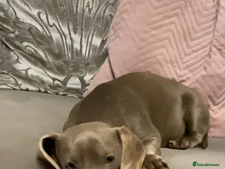 Dachshund dogs Miniature Dashaund - Advert 13