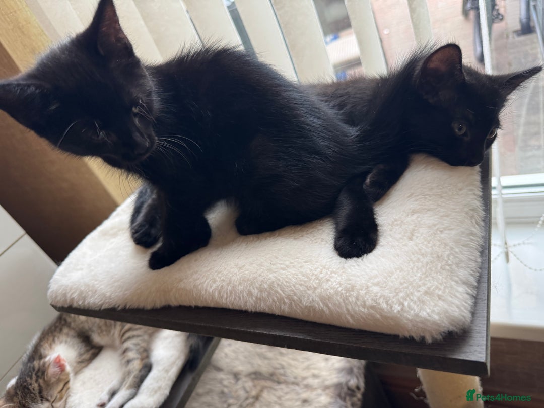 American Shorthair cats for sale: 2 BLACK FEMALE KITTENS FOR SALE - Image 2