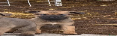Fawn males