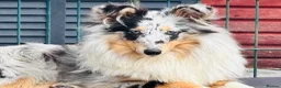 Shetland Sheepdog dogs for sale: Beautiful blue Merle girl Shetland sheepdog  - Advert 8