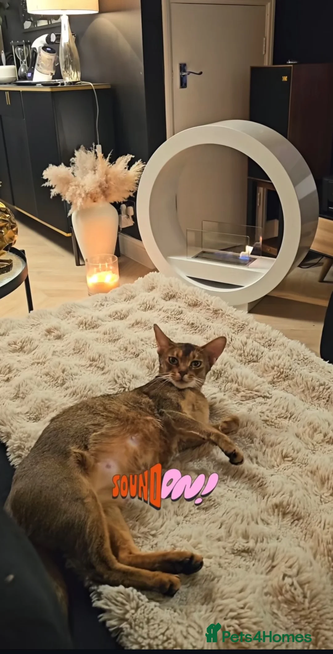 Abyssinian cats for sale: Male stunning Abyssinian  - Advert 3