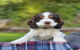 Cocker Spaniel dogs for sale: Beautiful Show Cocker Babies - Image 10