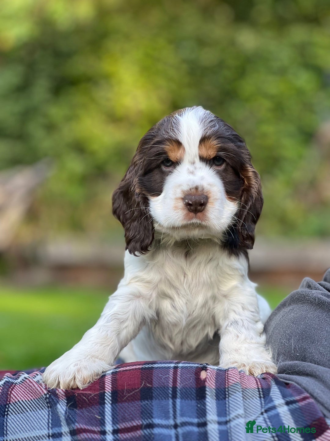 Cocker Spaniel dogs for sale: Beautiful Show Cocker Babies - Image 10