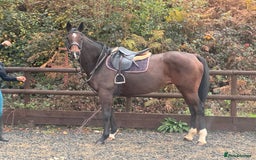 English Thoroughbred horses for sale: 16'1 ROR Eligible Sweetheart  - Image 5