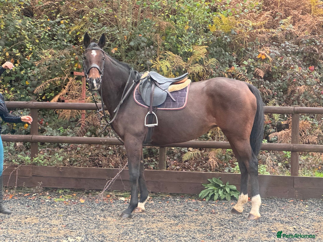 English Thoroughbred horses for sale: 16'1 ROR Eligible Sweetheart  - Image 5