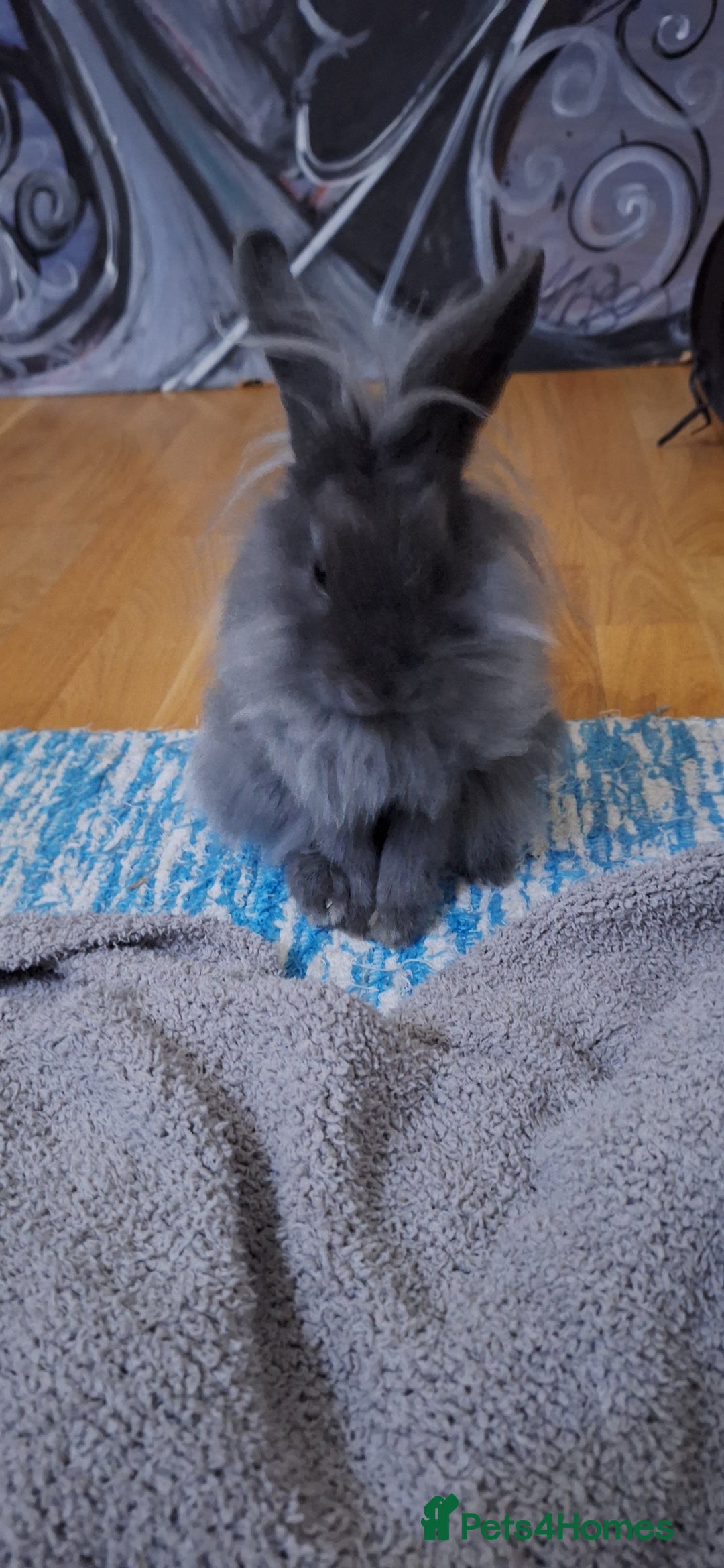 Mixed Breed rabbits for sale: Netherland dwarf and lionhead mix bunny - Advert 7