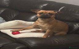 Mixed Breed dogs for sale: Beautiful frenchie cross - Image 4