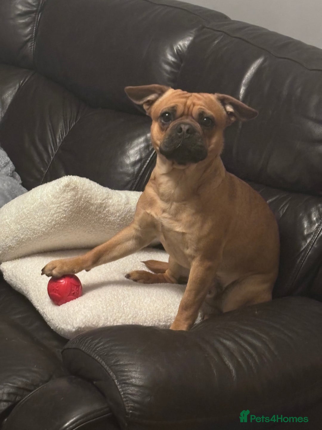 Mixed Breed dogs for sale: Beautiful frenchie cross - Image 4