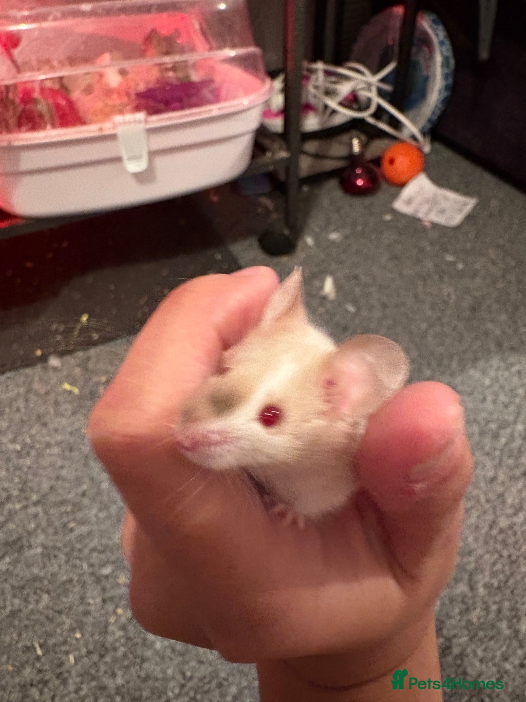 Mouse rodents for sale: Two Male Fancy Mice - Image 3