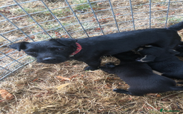 Mixed Breed dogs for sale: Terrier Patterdale x Sealyham  puppies - Image 10
