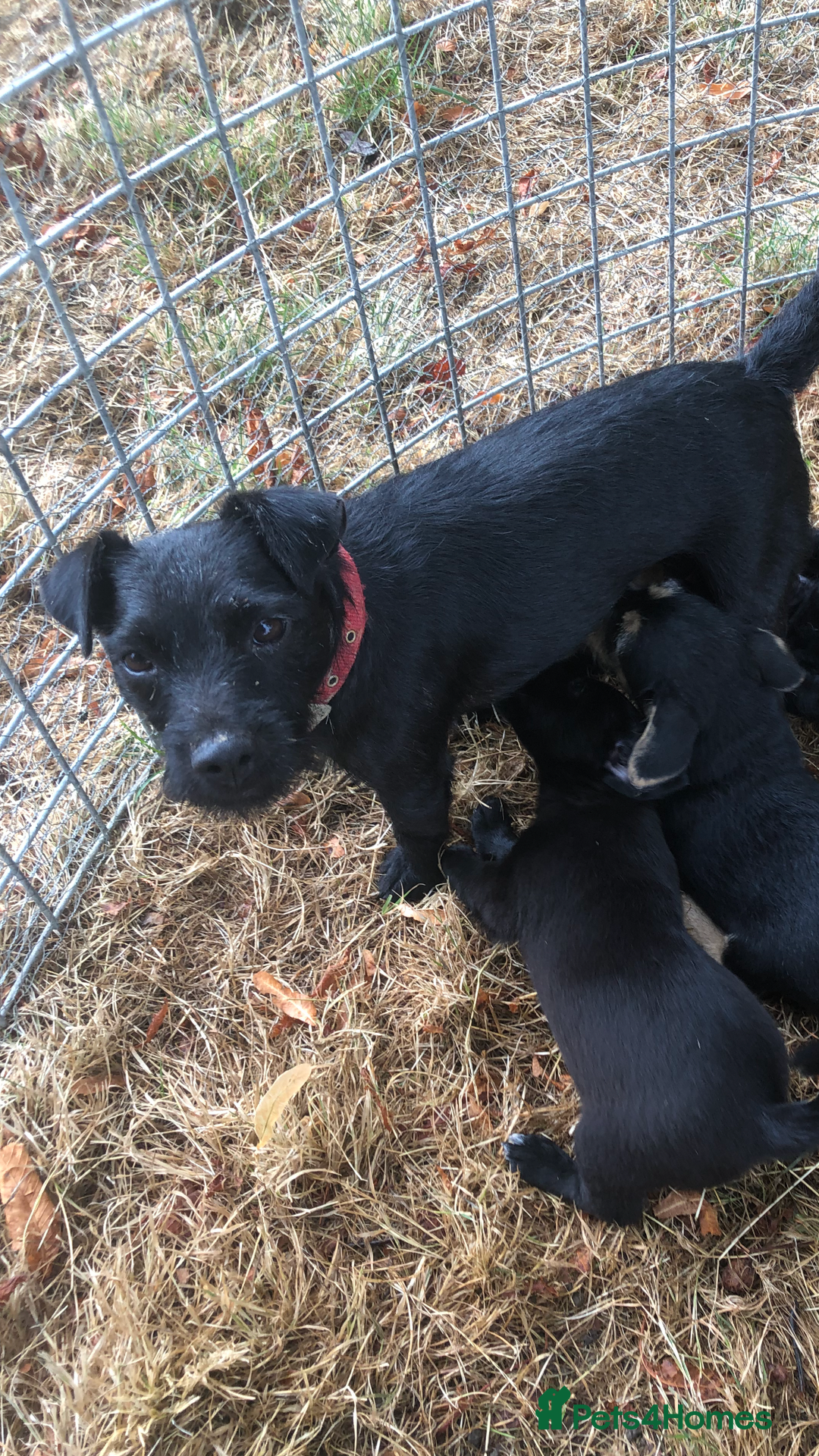 Mixed Breed dogs for sale: Terrier Patterdale x Sealyham  puppies - Image 10