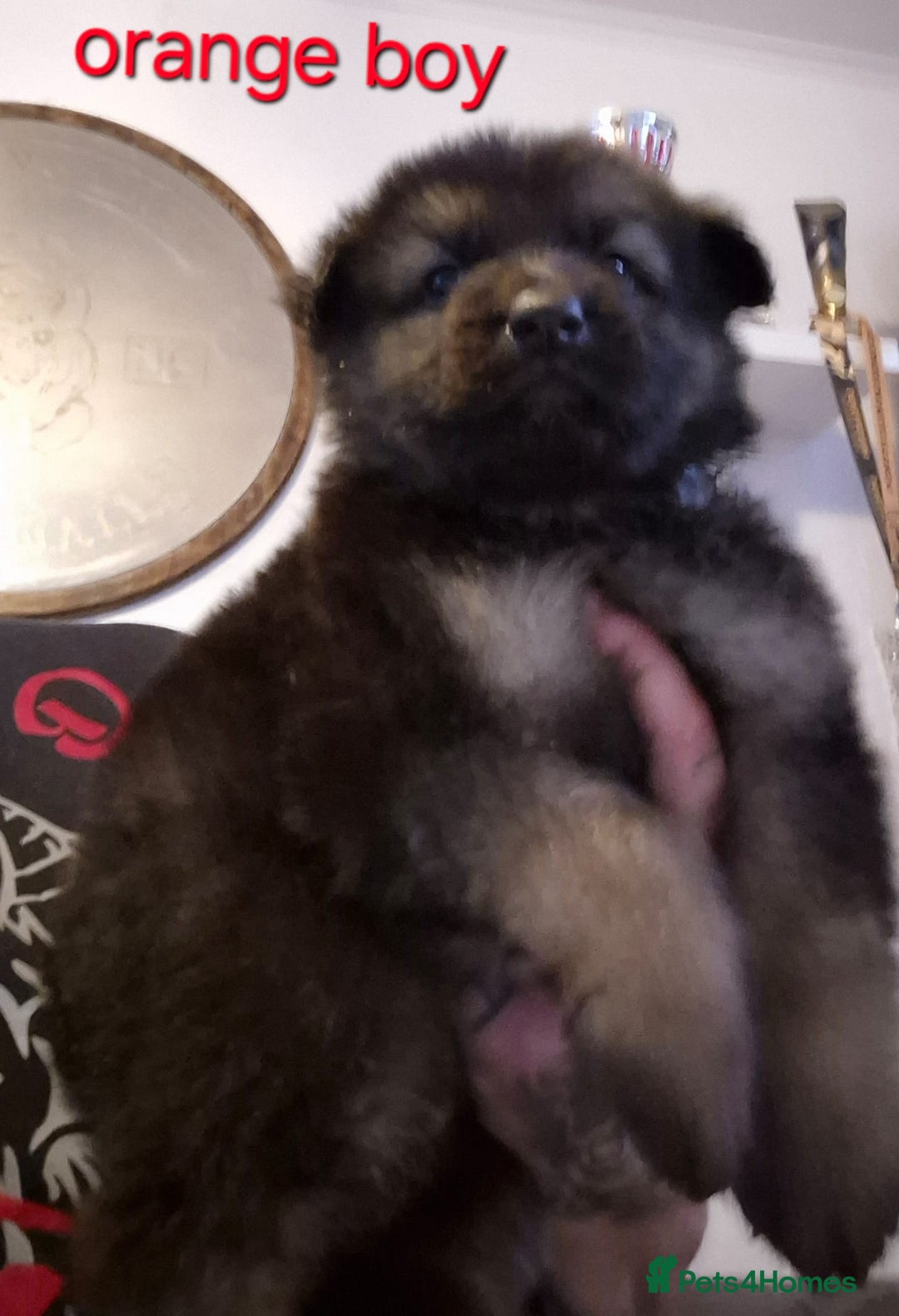German Shepherd dogs for sale: German shepherd puppies  - Image 14