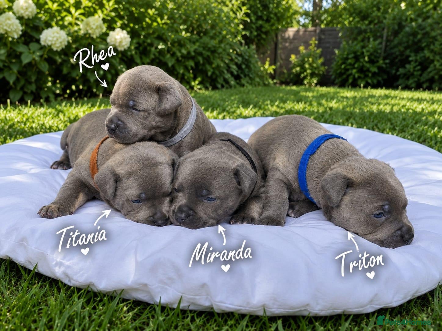 Staffordshire Bull Terrier dogs Staffordshire bull terrier - Advert 17