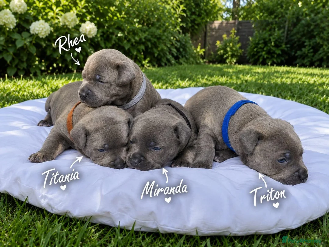 Staffordshire Bull Terrier dogs for sale: Staffordshire bull terrier - Advert 1