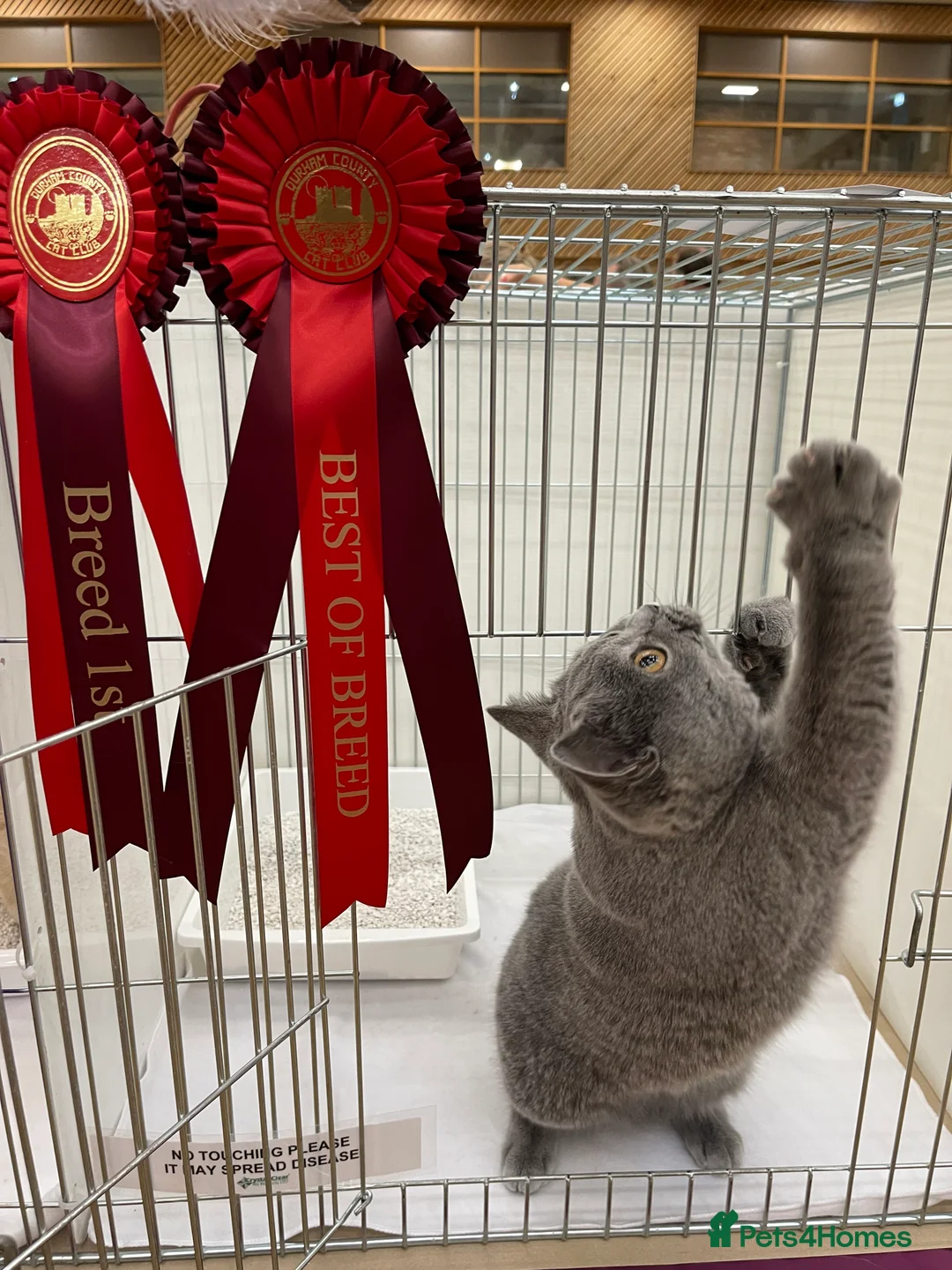 British Shorthair cats for sale: BRITISH SHORTHAIR KITTENS (registered) - Advert 15