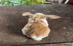Mini Lop rabbits for sale: Two female mini lops for sale - Image 7