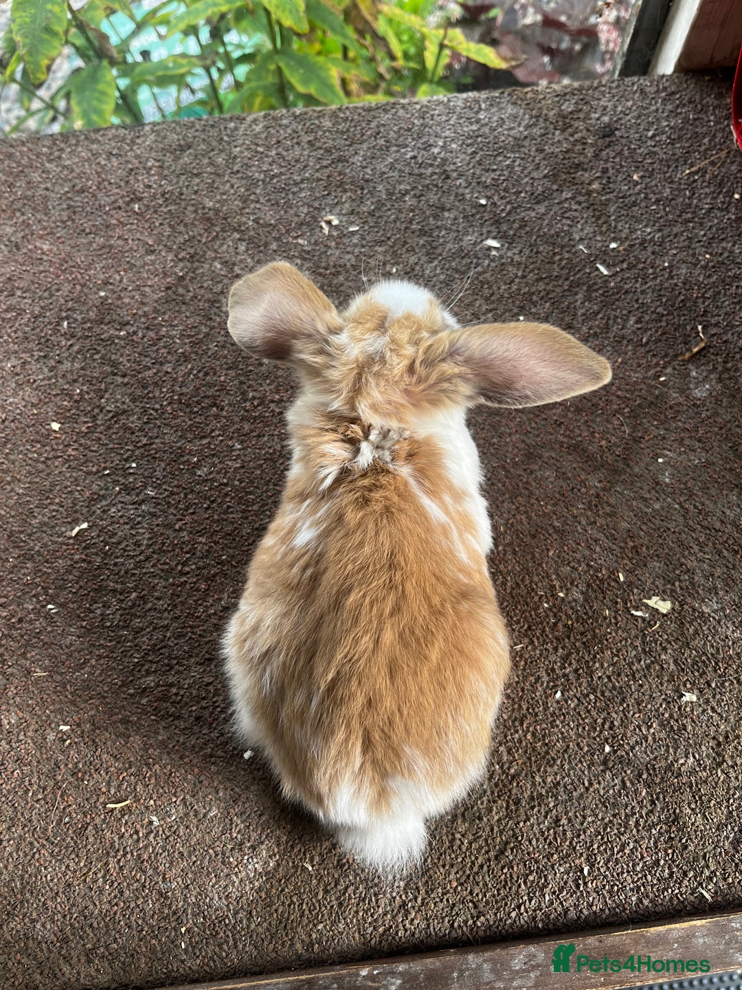 Mini Lop rabbits for sale: Two female mini lops for sale - Image 7