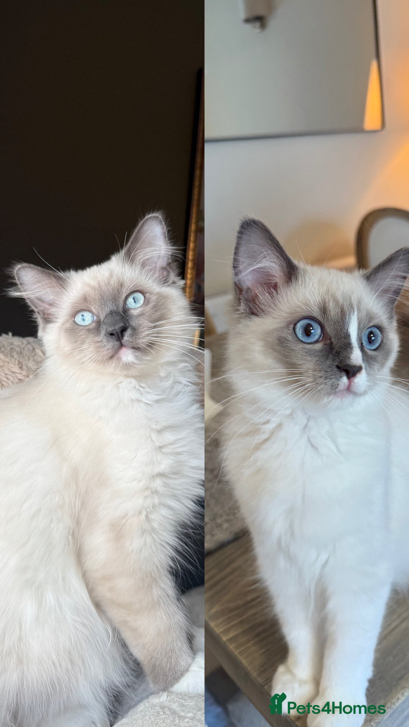 Ragdoll cats European Purebred Ragdolls, last girl & boy 🍼 - Advert 8