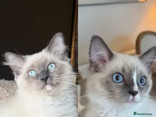 Ragdoll cats European Purebred Ragdolls, last girl & boy 🍼 - Advert 3