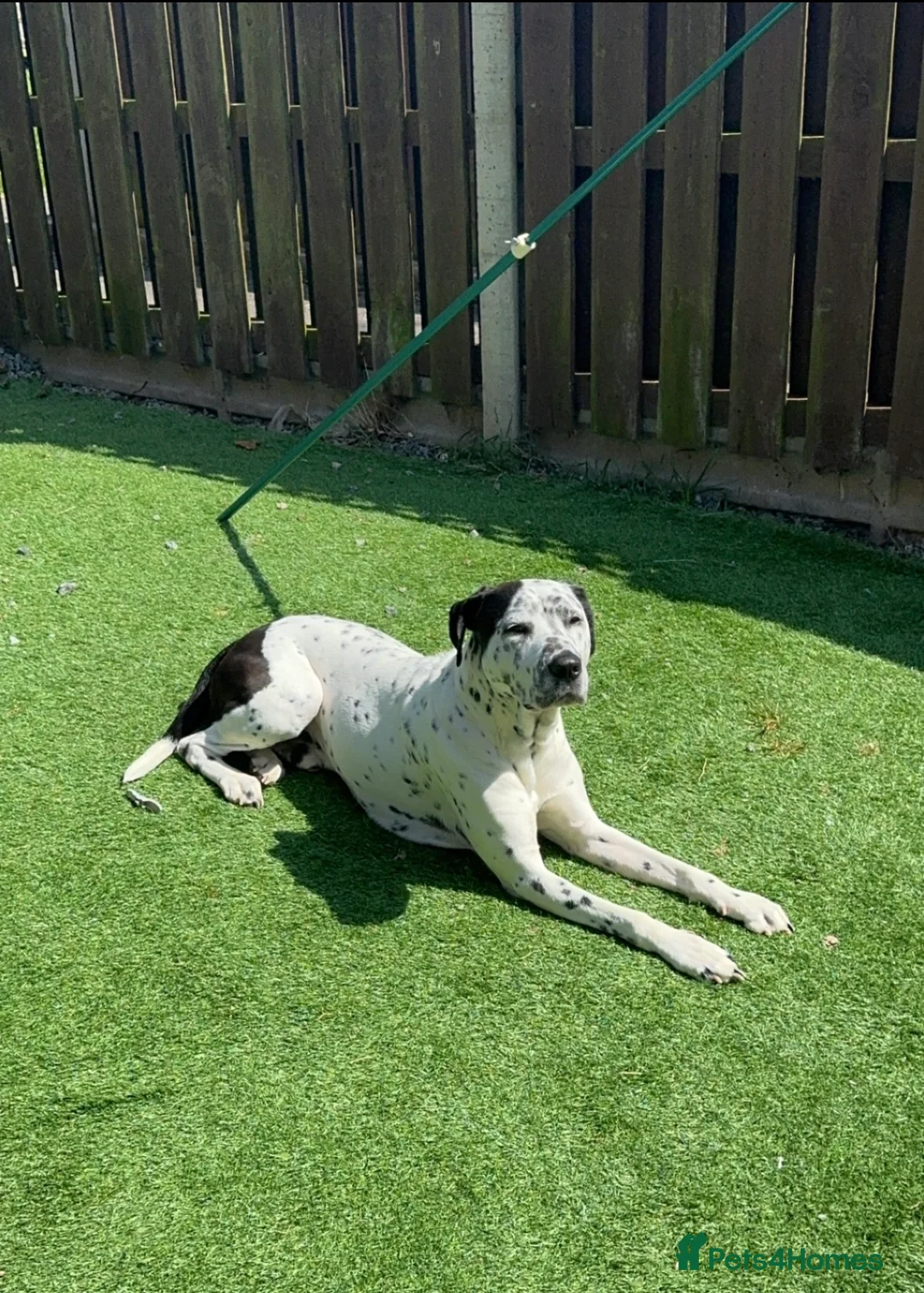 Mixed Breed dogs for sale: Dalmation cross for re homing  - Advert 2