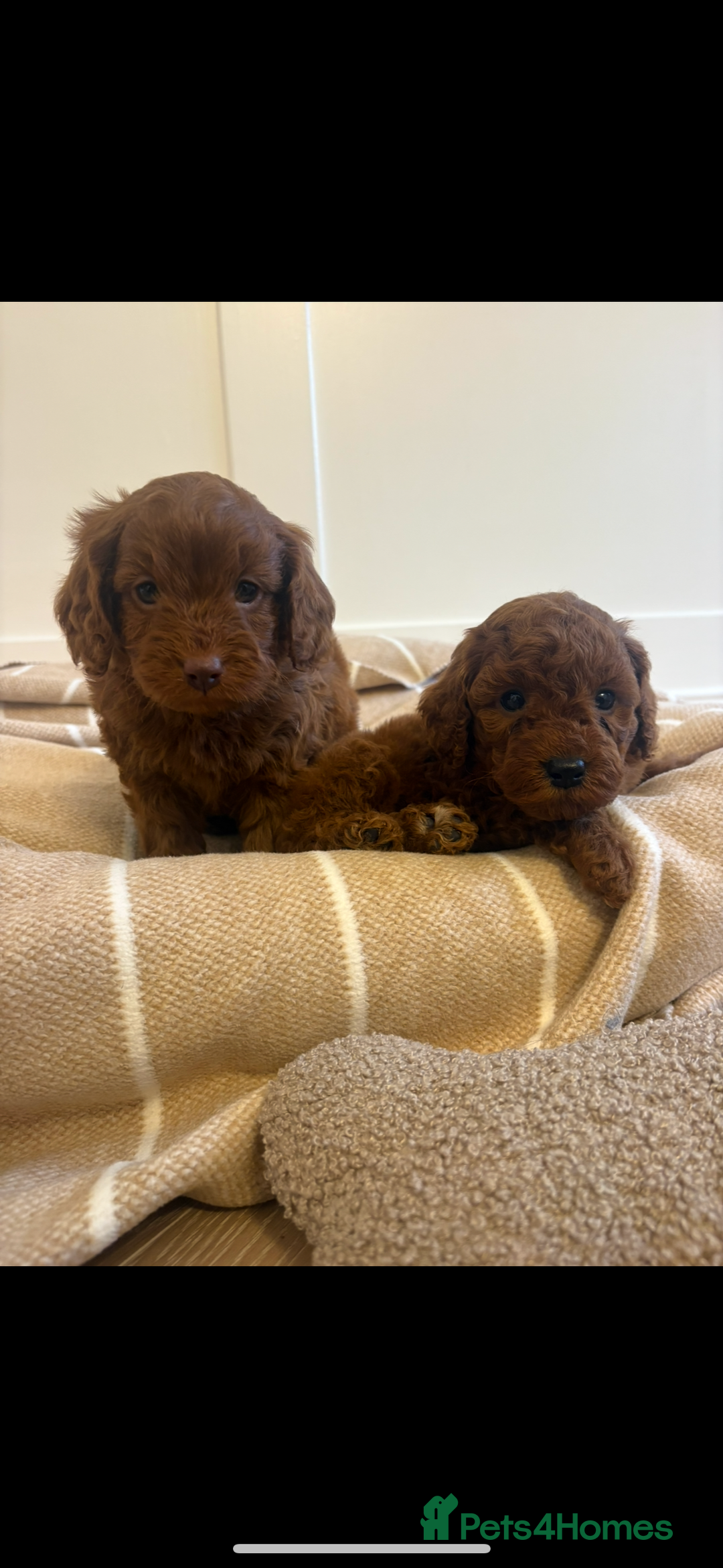Cavapoo dogs for sale: LICENSED BREEDER QUALITY HEALTH TESTED CAVAPOOS - Advert 1