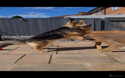 German Shepherd dogs for stud: German shepherd  - Image 6