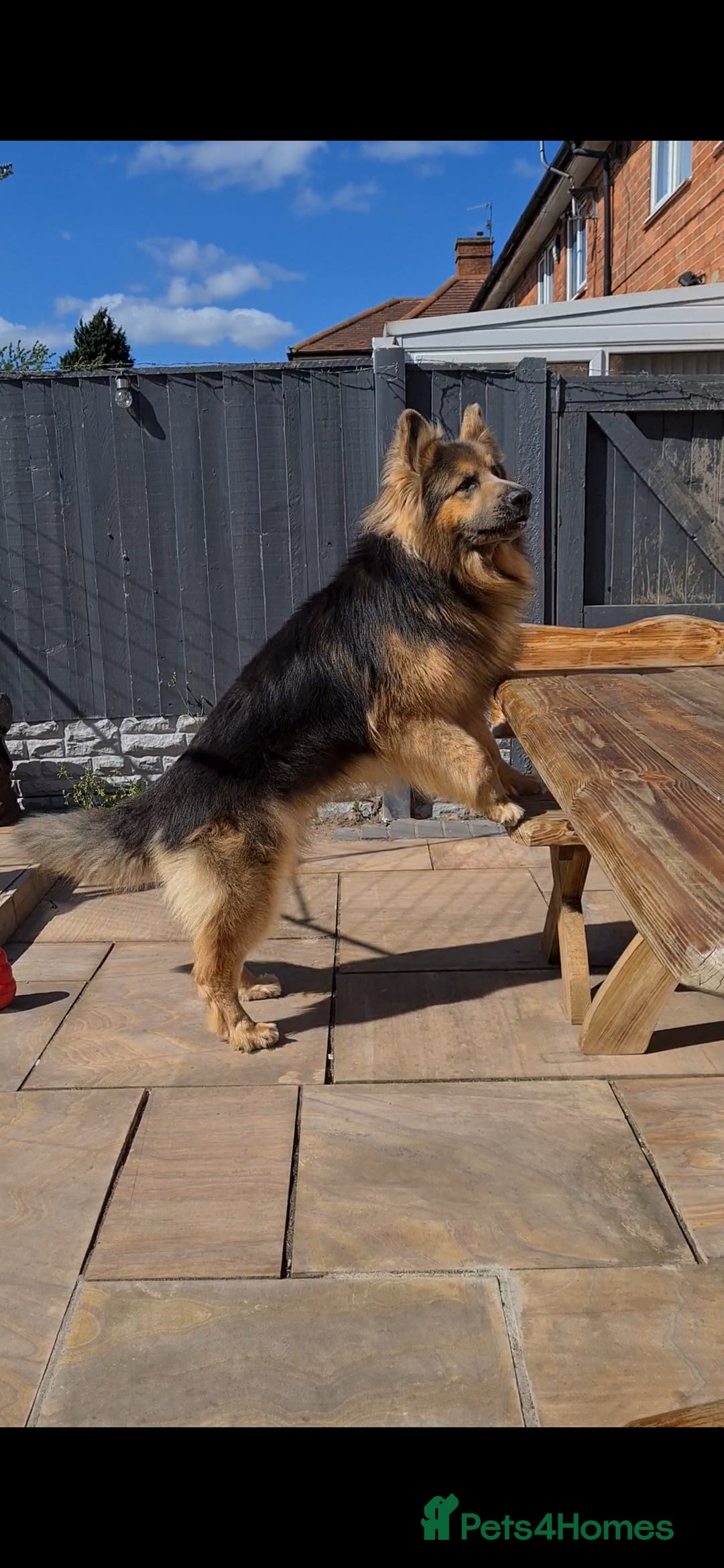 German Shepherd dogs for stud: German shepherd  - Image 6