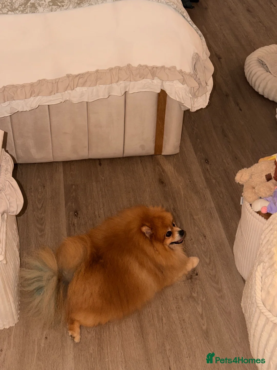 Pomeranian dogs for stud: Male Stud Fox Face Pomeranian  in Herne Bay - Advert 3